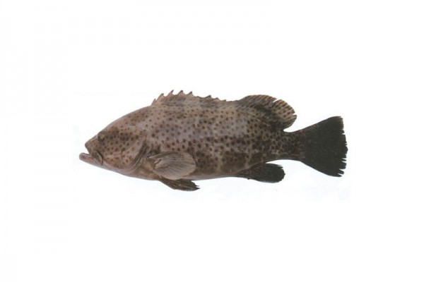 Dark-tailed grouper